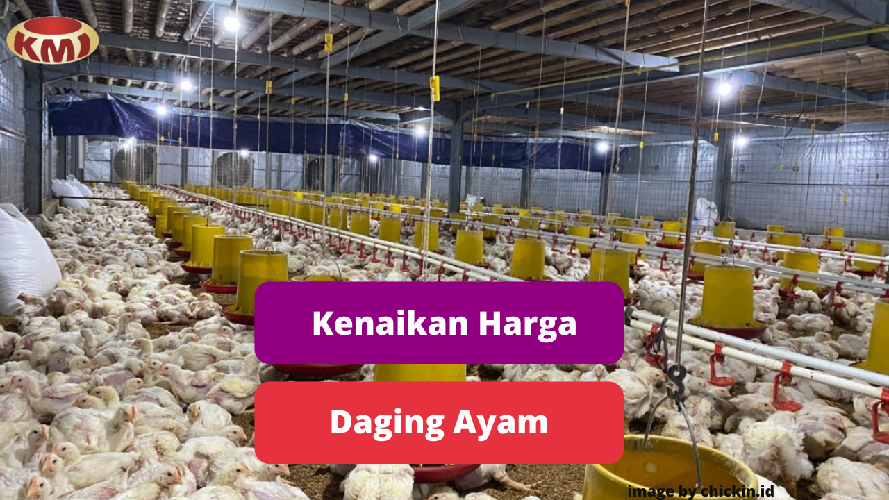 Ketahui Penyebab Kenaikan Harga Daging Ayam